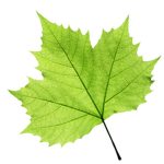 Leaf club