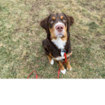 Animals ar cute