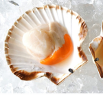 scallopsquad