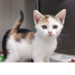 Calico cat Fans!
