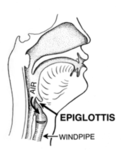 The fans of those who own an Epiglottis!