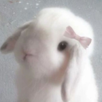 .chloé