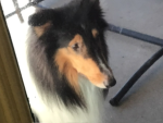 Joeys dog group