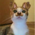 Cats r greattt