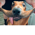 Dog_clan