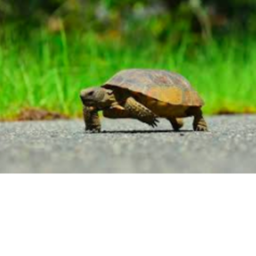 THE GATHERING OF TURTLES