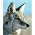 Coyote Corporation