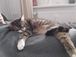 TeamKater