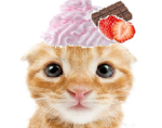kittarts