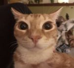 Raz's Club