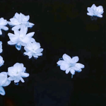 ‘moonlight petal