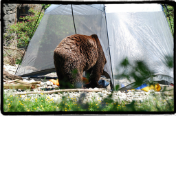 Camp Bear.
