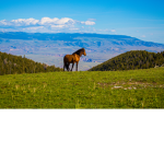 Horse Valley Academy.