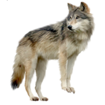 Wolf Clothing Company