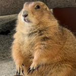 Prairie Dogs Gang