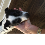 <3 The Dog Fam <3