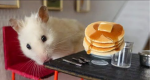 Syrian Hamsters!