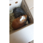 Guinea pig are the best