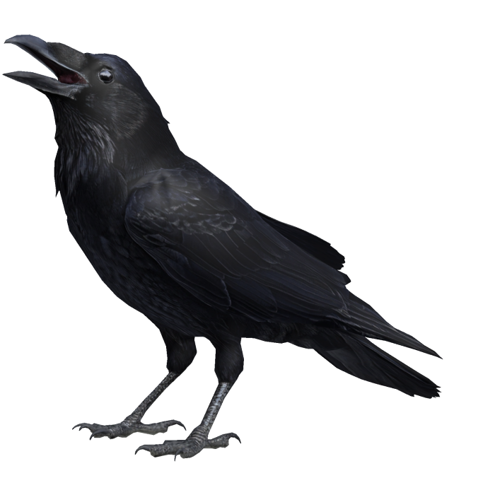 Raven 