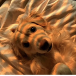 Cow_squad34
