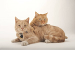 cool kittens clubs