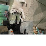 Animal ways of life studios