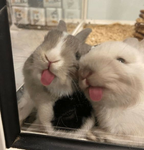 Bunniesz