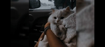 Kittens, Cats, Dolphins & my pookies 4 ever