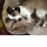 this is my dog sparky he just pooped