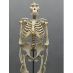 Hot Bones