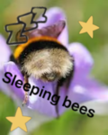 Sleeping Bees official group