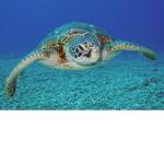 Turtle fans only group