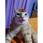 Cat-d_p