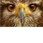 Roblox Screaming Hawks