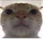 Kittens_fans_