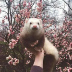 My Ferrets <3