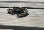 Crabby Crab Studios