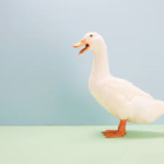 ducks ducks ducks