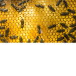 Bees fans
