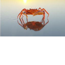 Destroy Crab Simulator