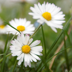 white daisys