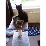 my cats are fat