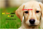 BC TBC OBC DOGS
