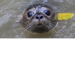 The Seals of the World