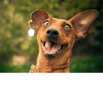 Doggies boi