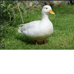 Ducks_bread