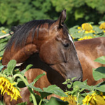 Magnolia Equine Academy