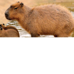 Capybara fan gruppo