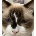 jack handsome