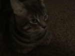 Annoying catt